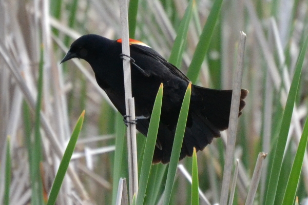 Red Winged Blackbird