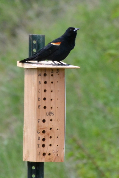 Red Winged Blackbird