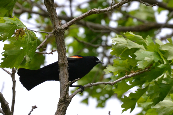 Red Winged Blackbird