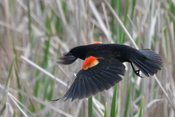 Red-winged blackbird