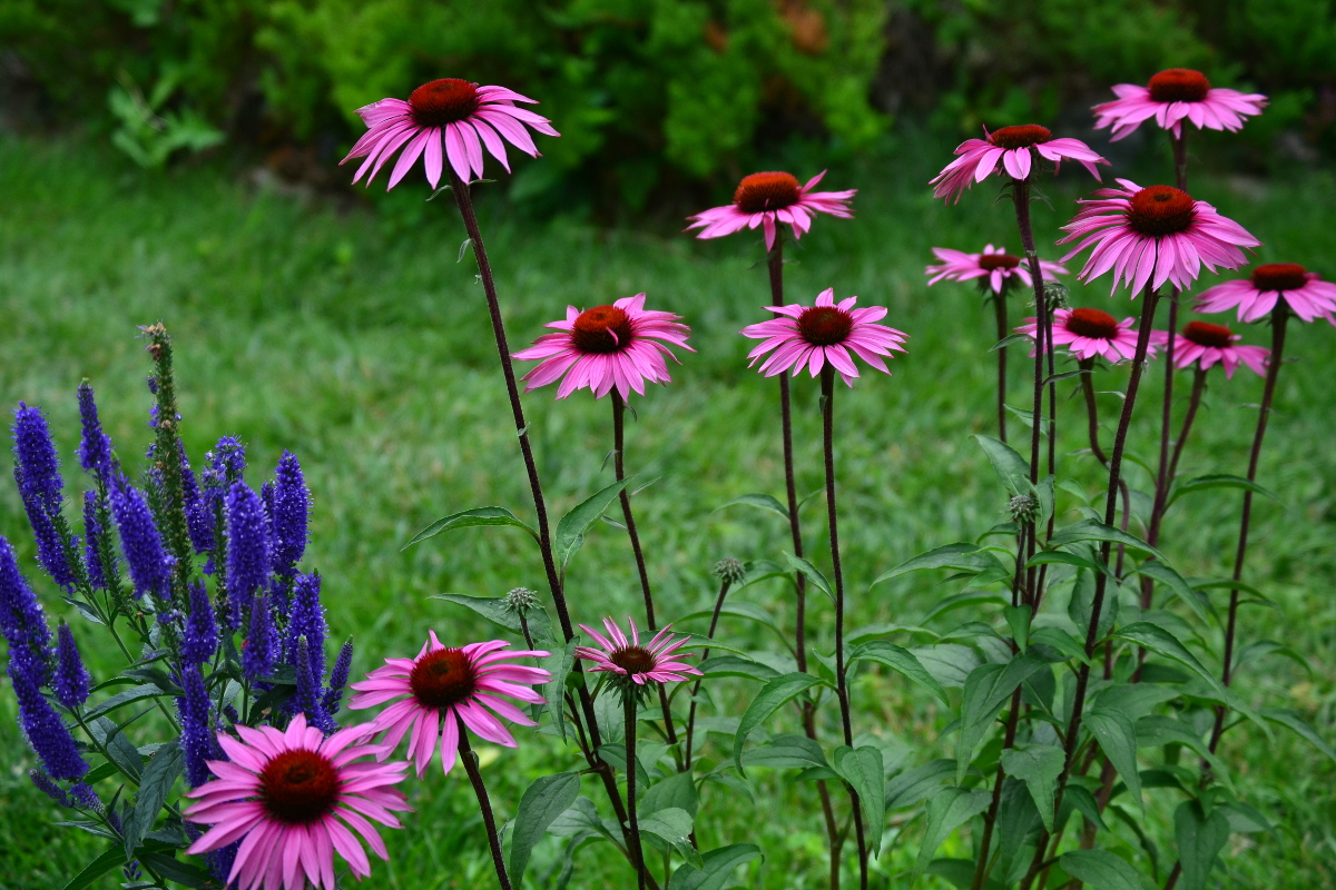 Purple Coneflower