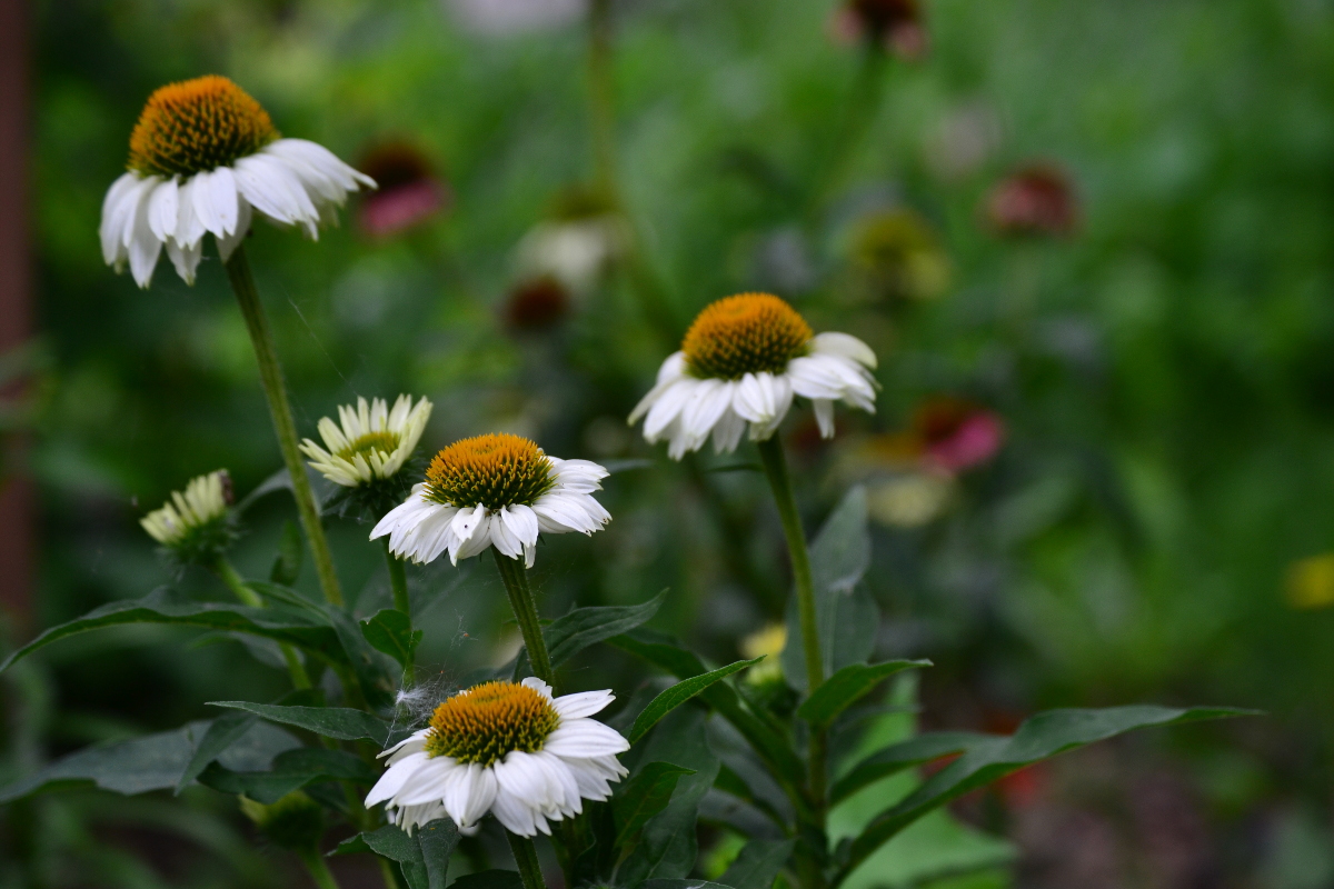 Coneflower