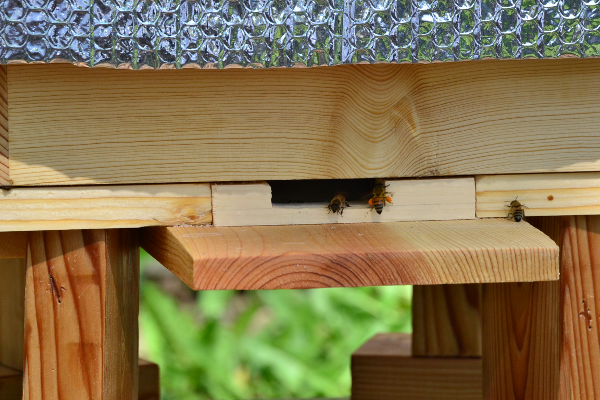 bee with pollen