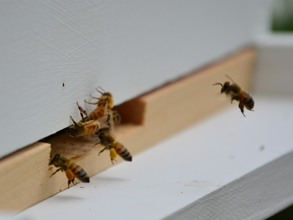 bees with pollen