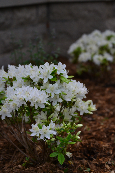 azaleas