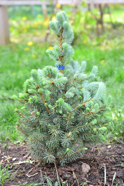 blue spruce