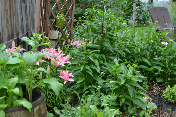 lilies blooming