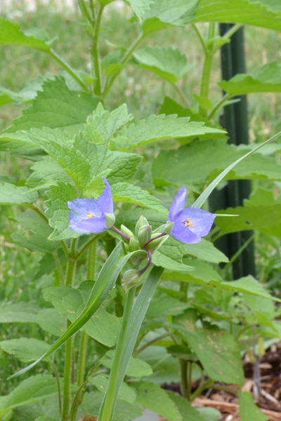 western spiderwort