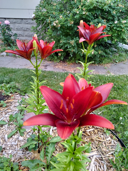 lilies