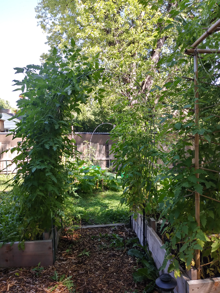 trellised tomatoes