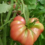 Hungarian Heart tomato