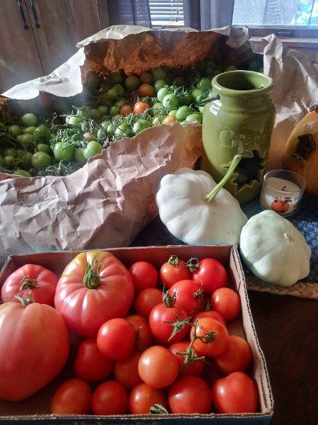 green and red tomatoes