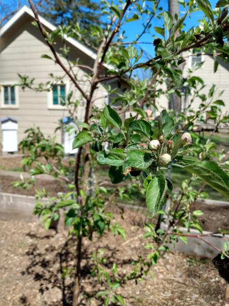 apple blossoms