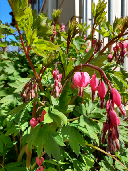 bleeding heart