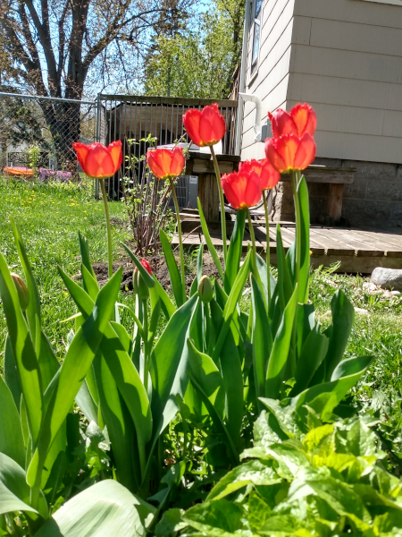 tulips