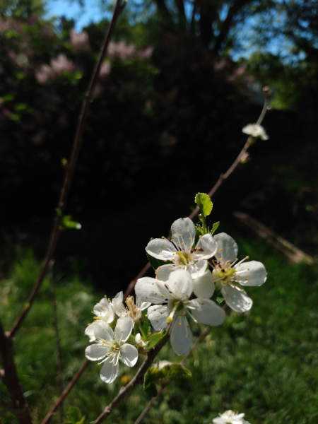 cherry blossoms