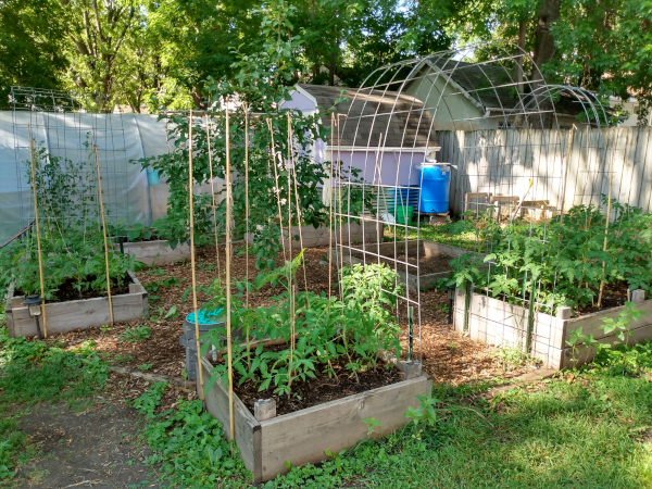 spring tomato garden