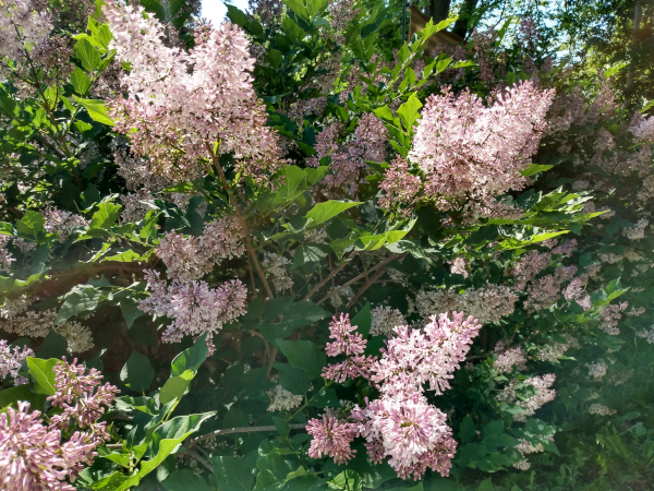 lilacs