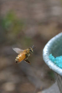 thirsty bee