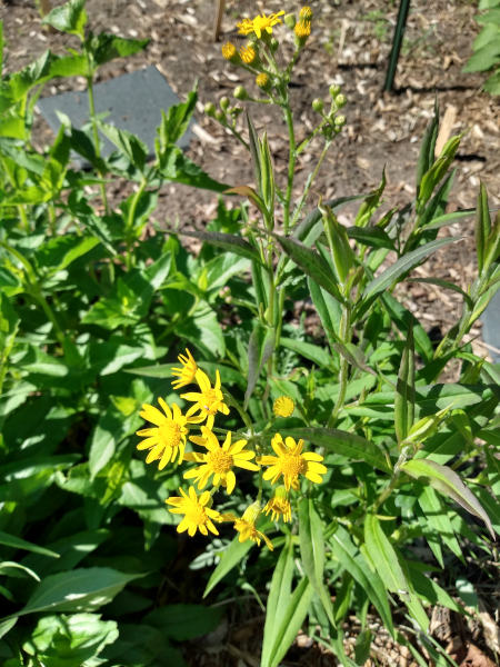 yellow wildflowers