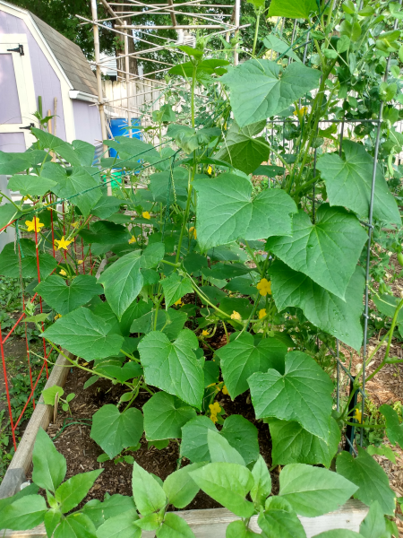 cucumbers