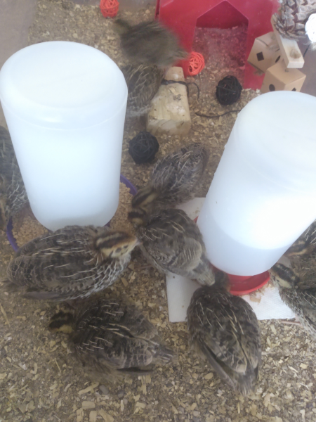 2 week old quail chicks