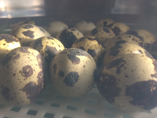 eggs in the incubator