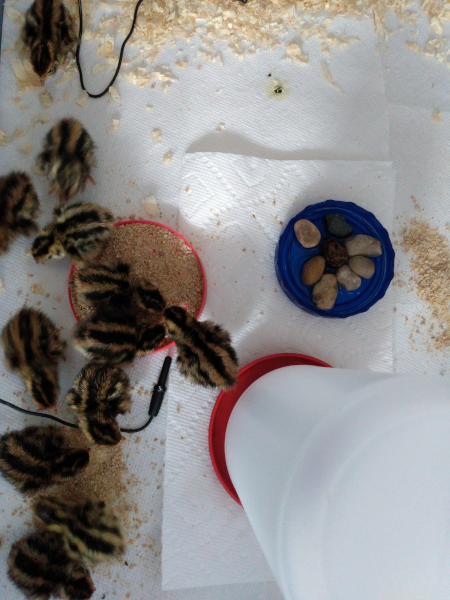 quail chicks