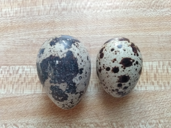 quail eggs