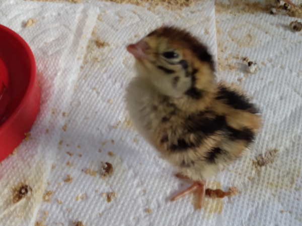 quail chick