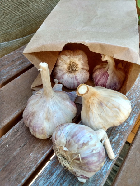 Russian Red garlic