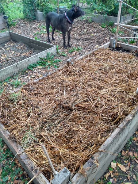 straw mulch