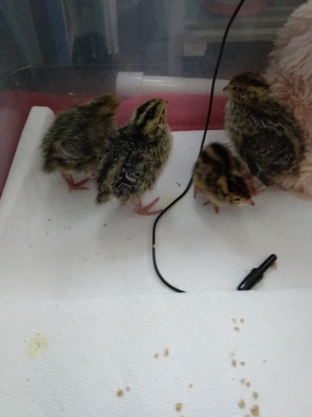 quail chicks