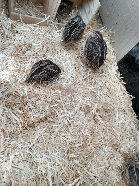 quail at nest box