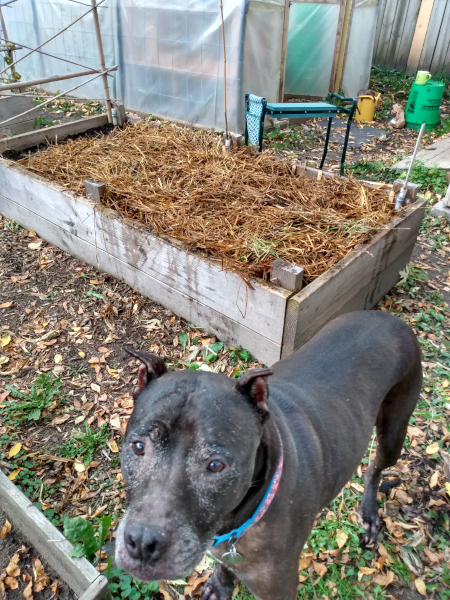 mulched garden bed