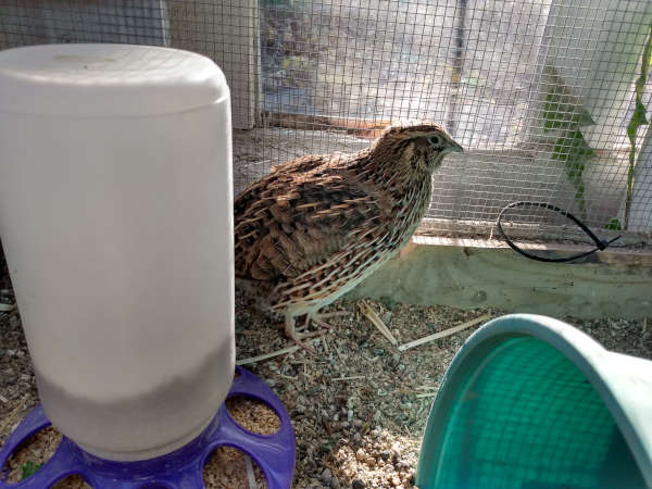 quail hen