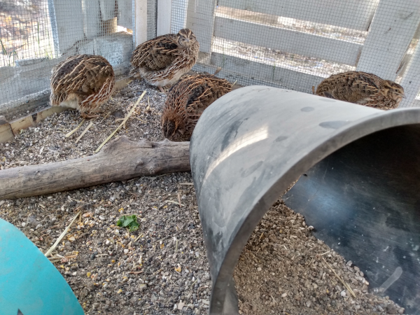 quail in aviary