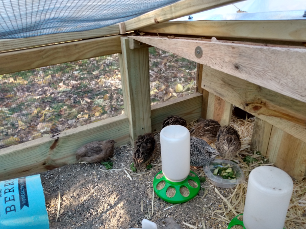 quail at feeders