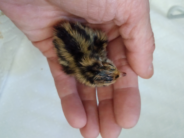 quail chick