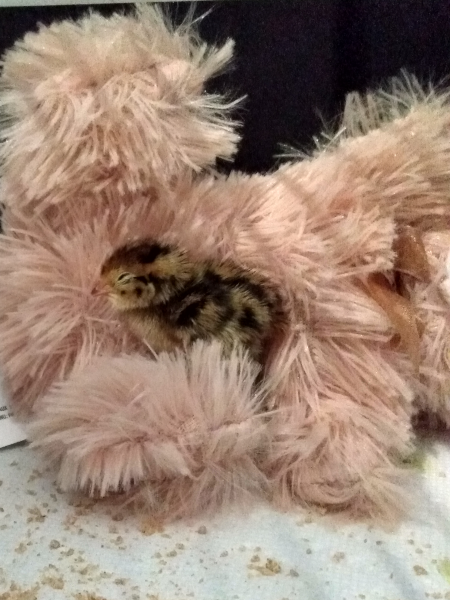 quail chick with bear