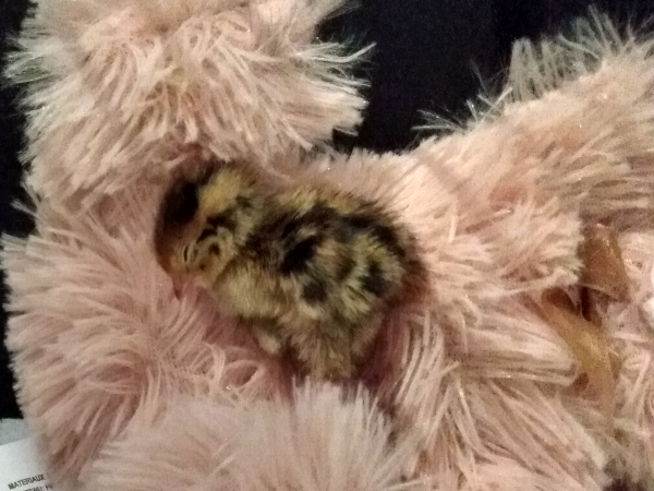 quail chick with bear