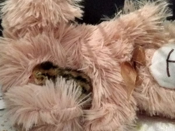 quail chick with teddy bear