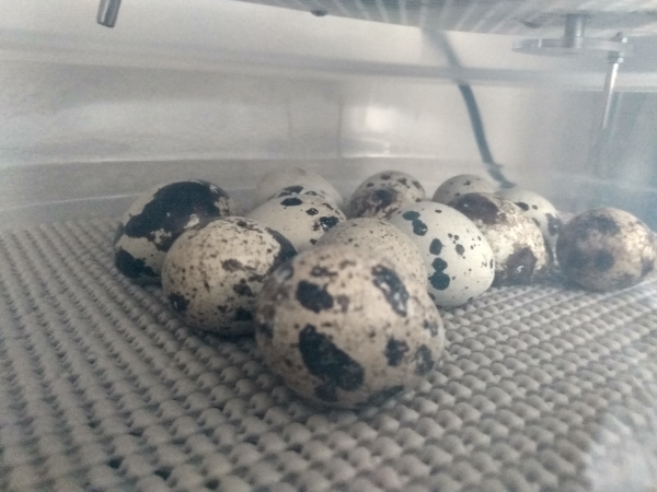 quail eggs