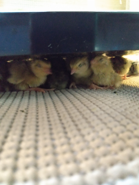 quail chicks under a heat plate