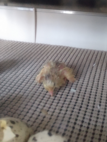 new quail chick