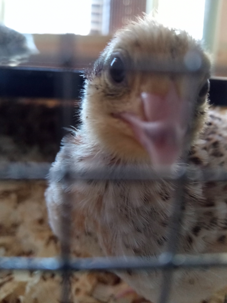 quail chick