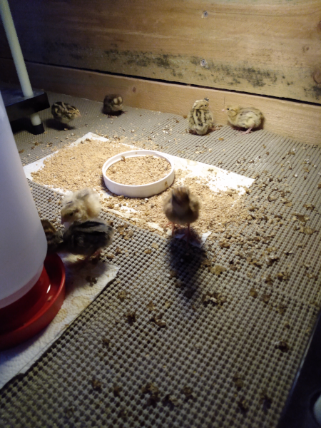 dirty brooder