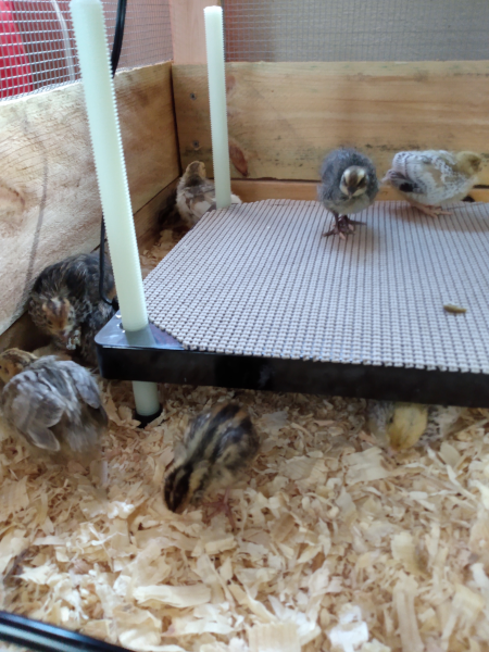 quail chicks