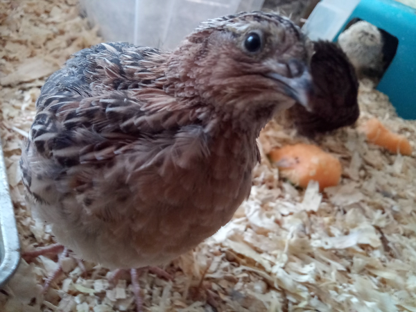 coturnix quail