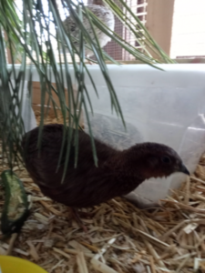 Tibetan Coturnix quail